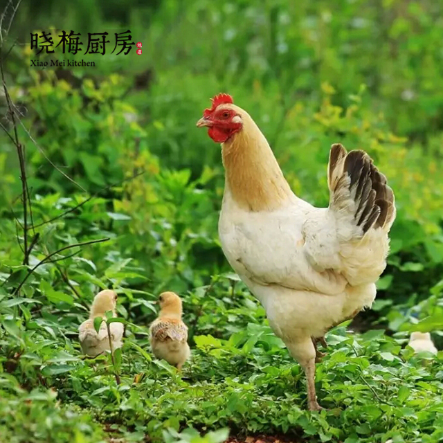 晓梅厨房┃龙岩长汀农场直供散养河田鸡