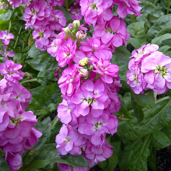 居家鲜花 紫罗兰粉紫色带香气2支
