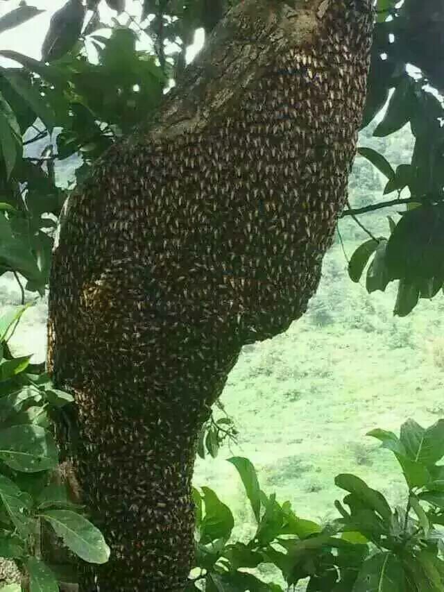 缅甸野生大排蜂蜜,来自缅甸,越南,西双版纳,云南德宏原始森林的野生大