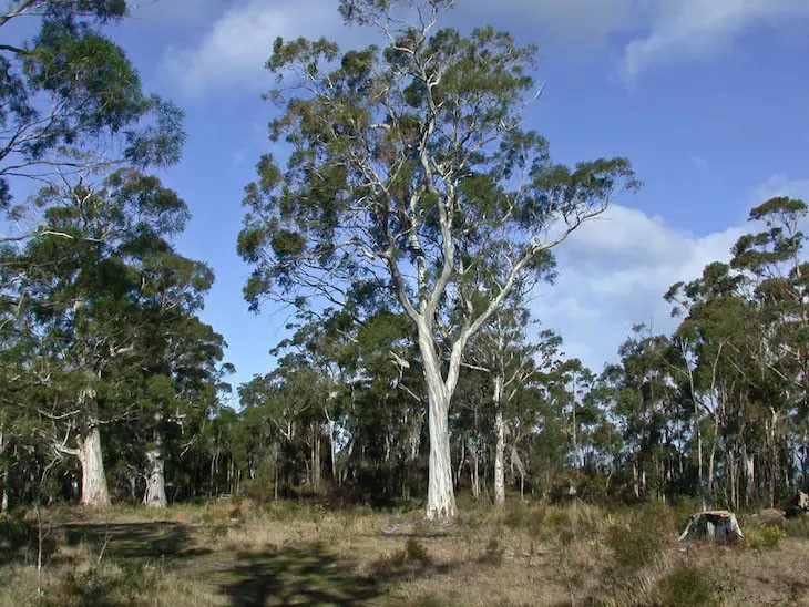 在澳洲,您一定经常看见这种高大白色的尤加利树,会脱树皮是它的一大
