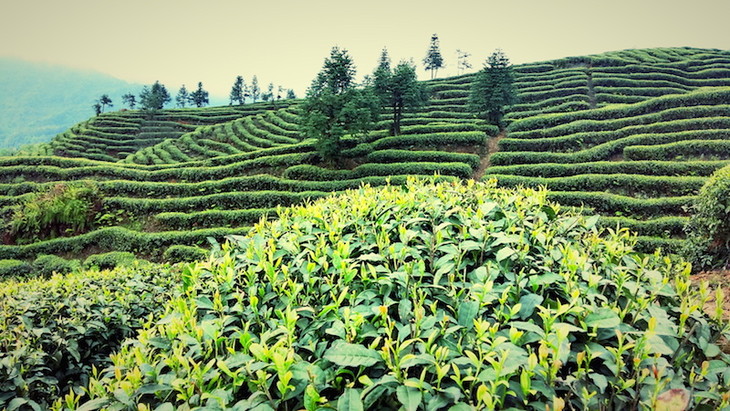 (图为吴德泰绿茶·青的茶园 3,选择性使用信息素和生物杀虫剂