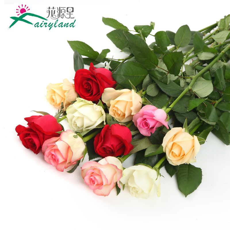 花源里昆明鲜切花粉色白色槟色混色玫瑰花