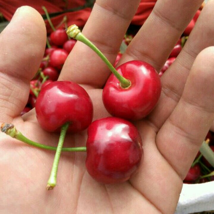 陕西秦农实业微商城200508