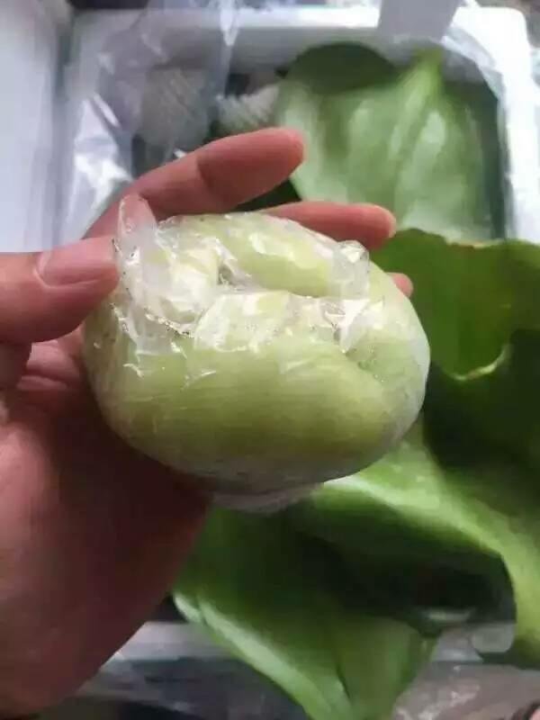 【二十世纪莲雾】青绿色莲雾俗称二十世纪莲雾!易落果
