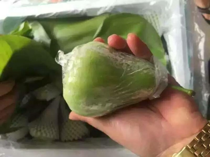【二十世纪莲雾】青绿色莲雾俗称二十世纪莲雾!易落果