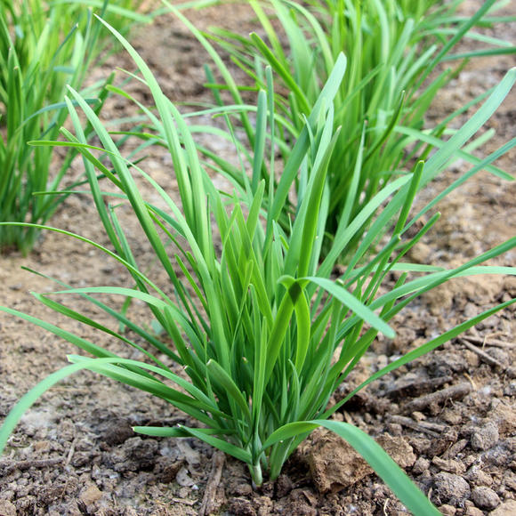 北京营养日到露蔬菜茬鲜嫩韭菜现买现挖密云当香米新鲜无比功效价值农家及天头图片