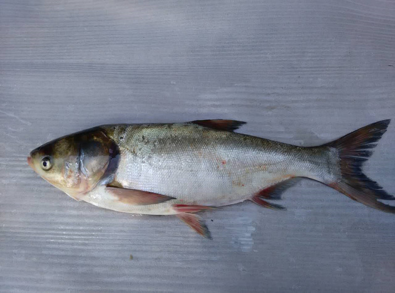 延庆白河堡水库野生鱼 鲢鱼鱼 淡水鱼 有机鲢鱼5斤左右一条