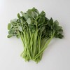 小米菜.绿 270-300g 商品缩略图0