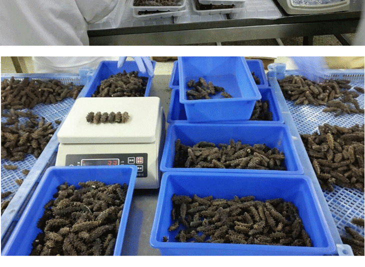 顺丰包邮威海盐渍海参威海刺参500g