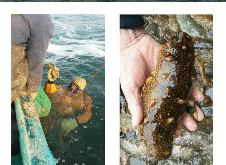 顺丰包邮威海盐渍海参威海刺参500g