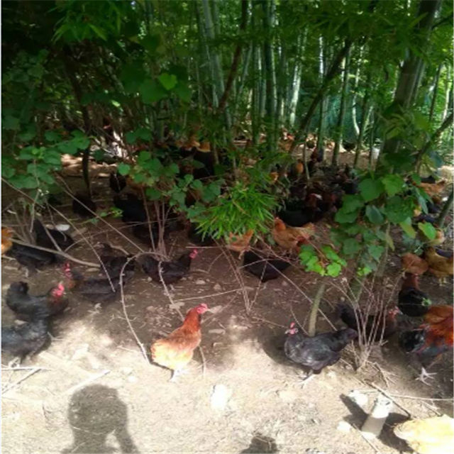 农家跑山土鸡