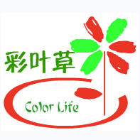 宁波彩叶草园艺200511