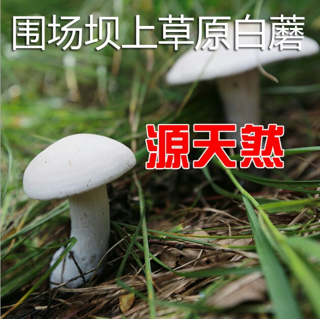 坝上白蘑 承德坝上特产野生 草原白蘑菇 纯天然有机食用菌农产品干货