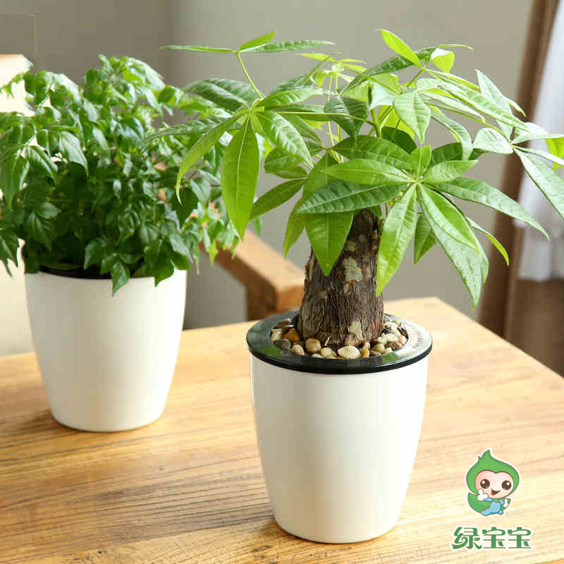 发财树,幸福树