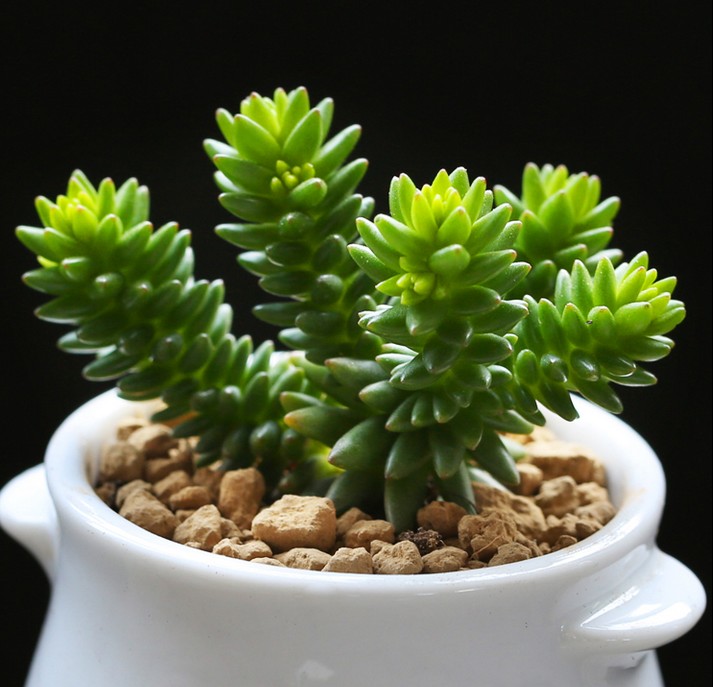 【百花小松】漂亮多肉植物 食脉