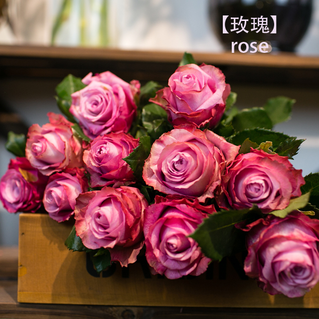 魅影/泰姬玫瑰11支/多品种可选/生活鲜花/江浙沪包邮