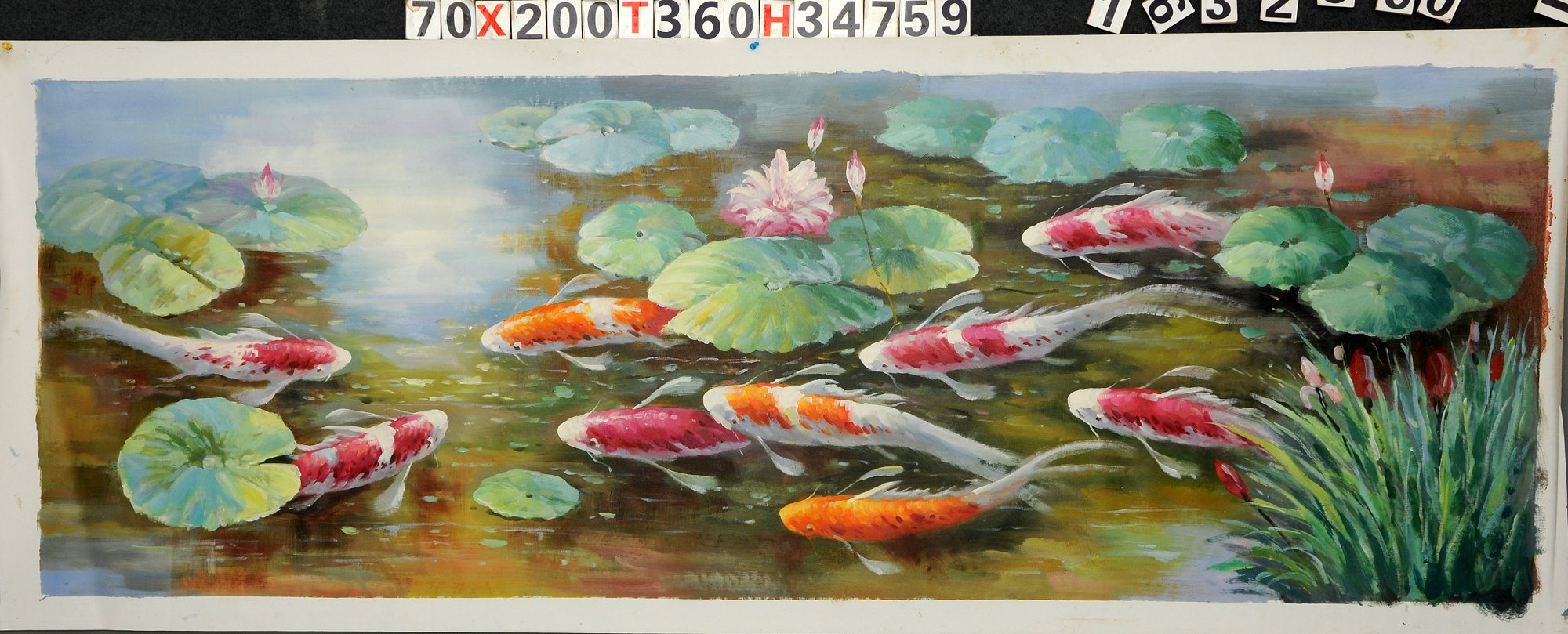70x200s 荷花鱼 34759