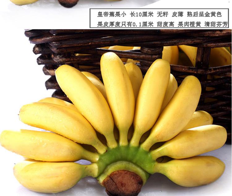 海南皇帝蕉