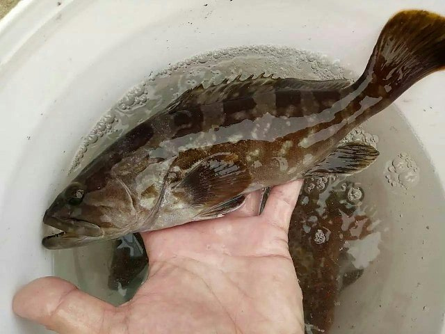 野生石斑鱼·东山岛冰鲜