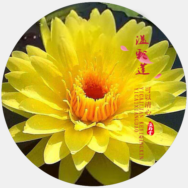 00 库存: 8600 件 材质:  新鲜莲花 产 地:  台湾 颜色:  黄金色,粉色
