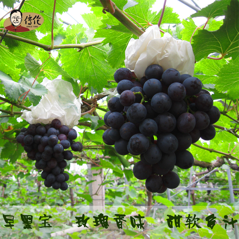 早黑宝4斤装,马陆葡萄公园产地直供 传伦有机葡萄 新鲜水果