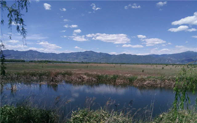 北京唯一自然生态湿地鸟类自然保护区 穿芦苇塘 体验农家野趣 延庆一