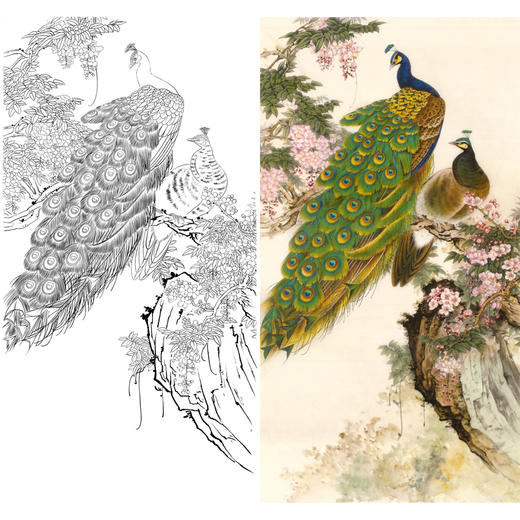 竖幅工笔花鸟白描底稿-孔雀-A017 商品图0