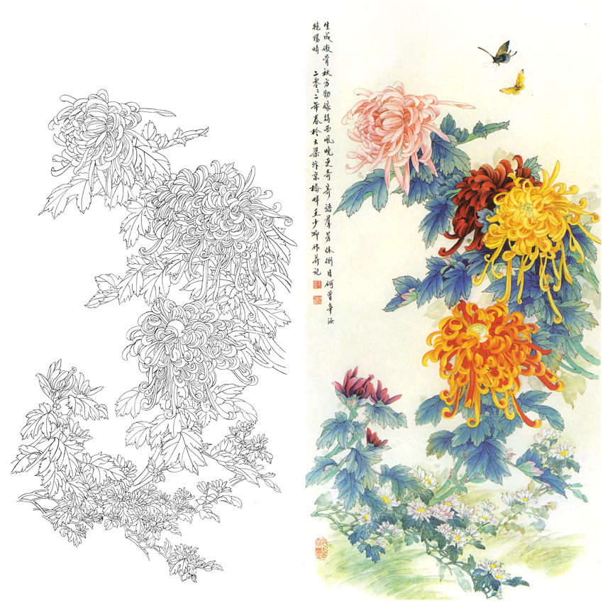 白描底稿-工笔花鸟-菊花-a106