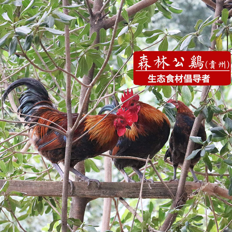 贵州深山土公鸡土鸡农家散养1-2年 农村月子草鸡新鲜走地笨鸡活鸡