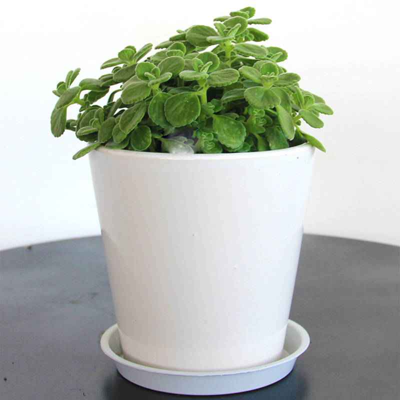 碰碰香小盆栽小型多肉植物室内桌面绿植花卉一碰就香一抹香