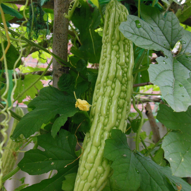 【五莲】苦瓜 清热败火 夏季消暑凉菜