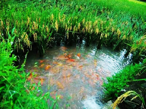 （永久下架）采罗幔杨梅 游洞天福地 看世界农业遗产——7.2日青田游 商品图2