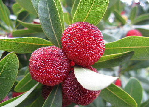 （永久下架）采罗幔杨梅 游洞天福地 看世界农业遗产——7.2日青田游 商品图3