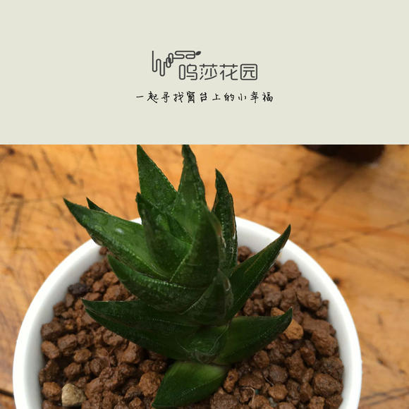 硬叶十二卷 黑蜥蜴图片