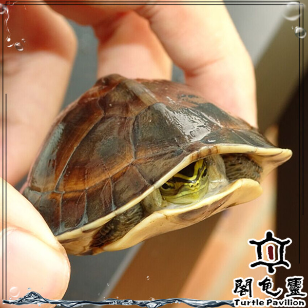 安布闭壳龟