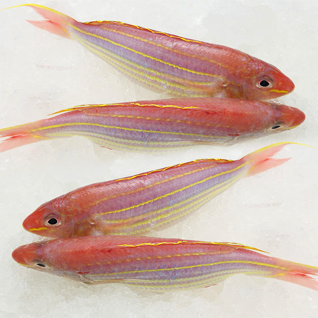 速配鲜渔夫200508