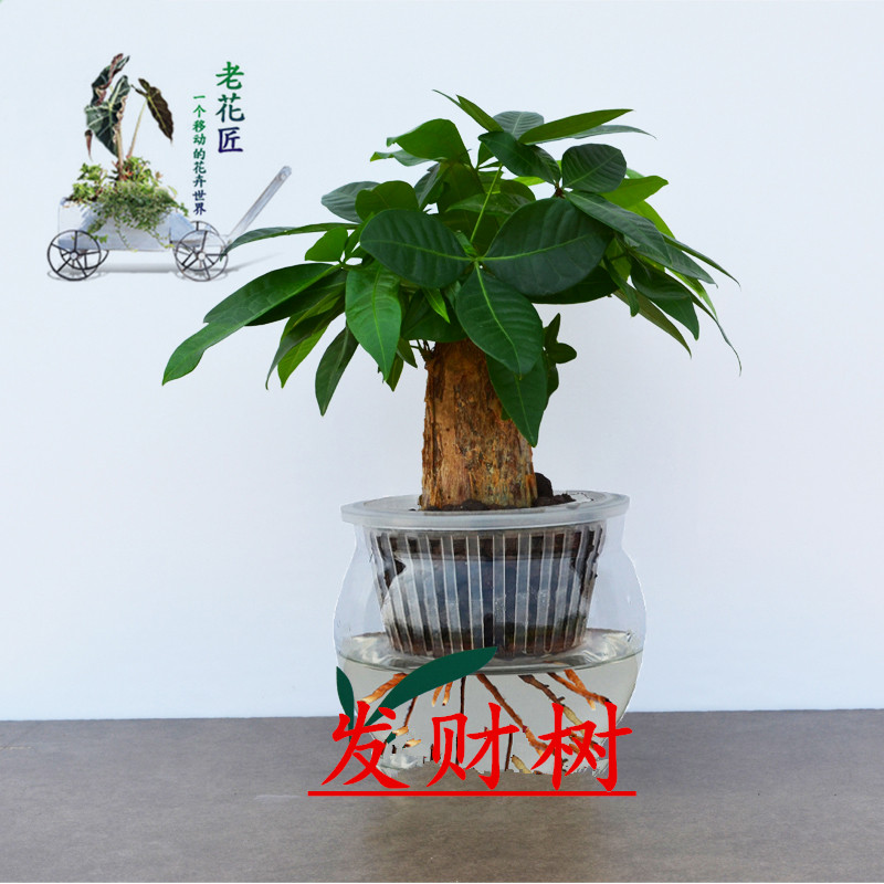 发财树盆栽新房办公室客厅室内吸甲醛植物大型绿植专车送货上门