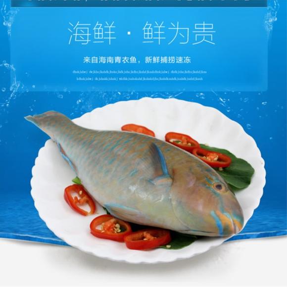 海南七彩鱼青衣鱼野生鳑魮鱼 鲜活水产妾鱼石斑鱼600g