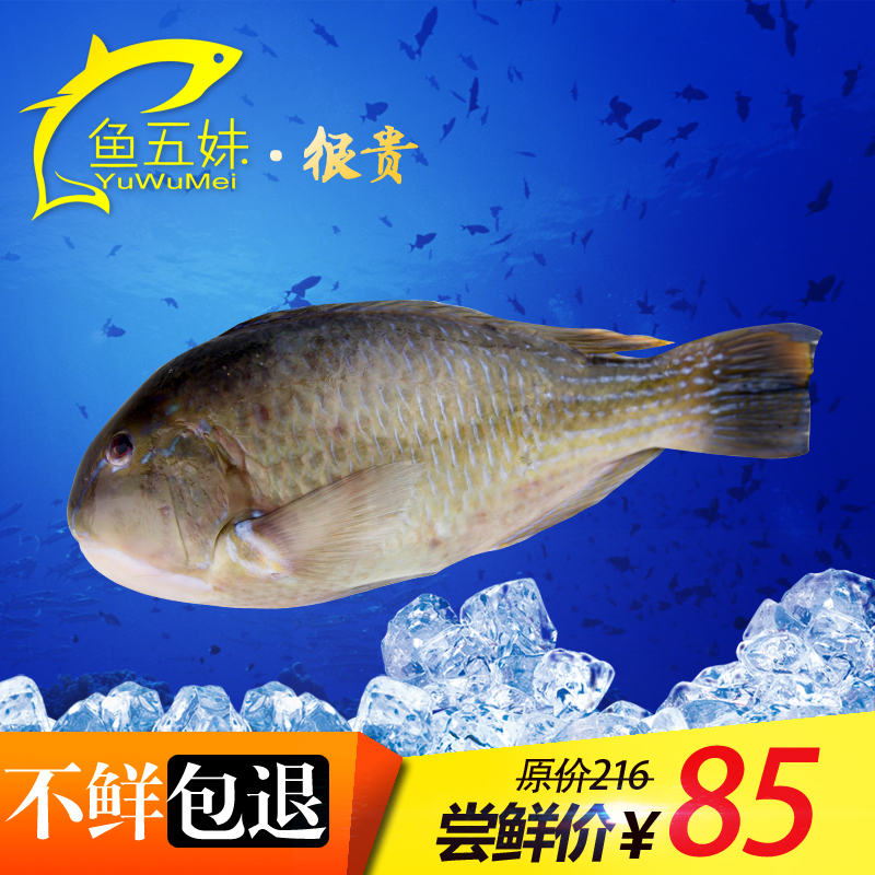 海南野生天然青衣鱼鲜活水产海鱼 新鲜青衣鱼1条1.2斤