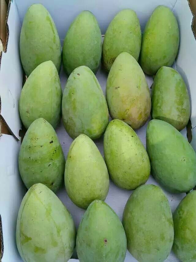 广西百色芒果之乡 大台农 小台农 红贵妃 大金黄芒