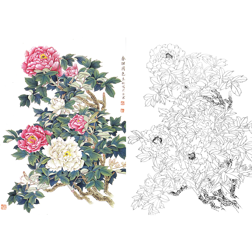 白描底稿-工笔花卉-牡丹-a225