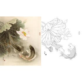 工笔花鸟白描底稿-路雨年-鲤鱼-斗方小品册页-A253