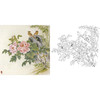 工笔花鸟白描底稿-田希丰牡丹-斗方小品册页-A283 商品缩略图0