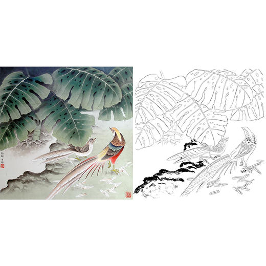 工笔花鸟白描底稿-锦鸡龟背竹-斗方小品册页-A267 商品图0