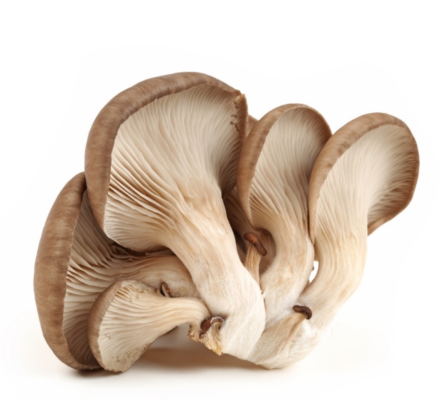 平菇 蘑菇 500g