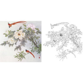 工笔花鸟白描底稿-田希丰牡丹-斗方小品册页-A480