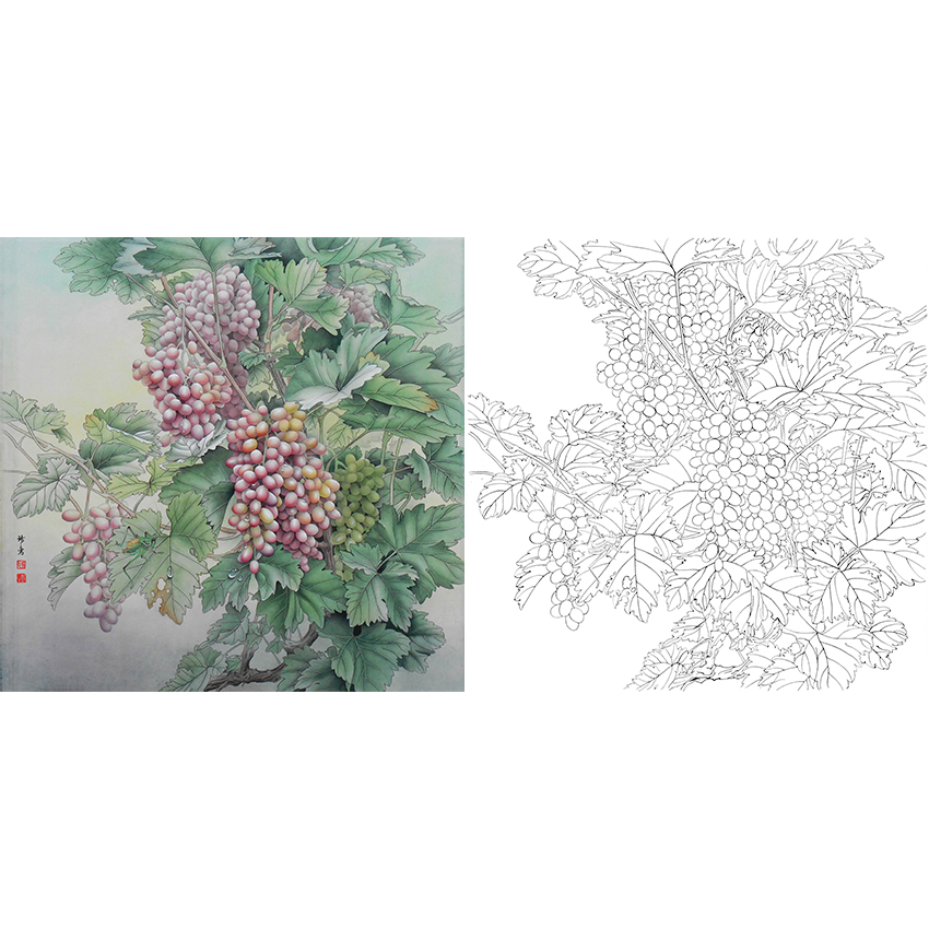 斗方小品白描底稿-孙锡之工笔花鸟-葡萄-a449