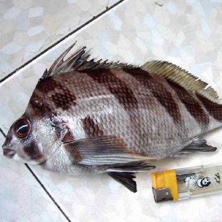 野生海捕三刀鱼