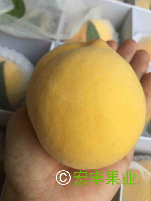 【宏丰精选】   平谷大桃之黄桃  果肉金黄  北京平谷特产  香味浓郁    软一点可以撕皮，爆汁！ 商品图1