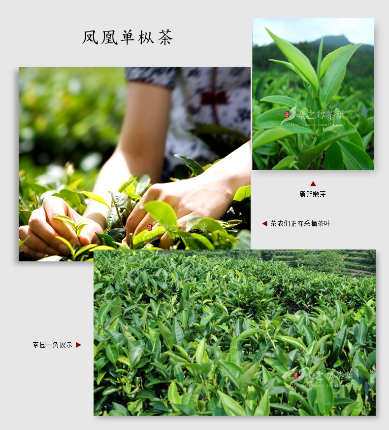 凤凰单枞茶潮州单丛凤凰茶叶浓香凤凰水仙茶乌龙茶单枞茶春茶100g